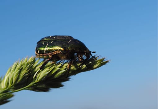 Rose beetle