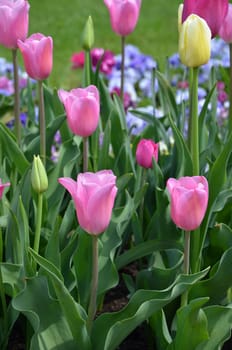 Flowerbed