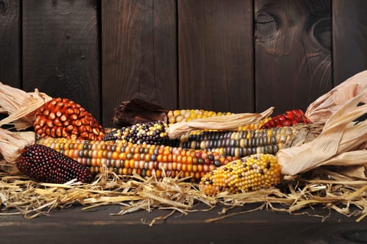Various colourful corn cobs for Thanksgiving in front of old weathered wooden boards