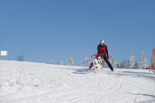 German Championship Sled Dog Race Frauenwald 2015