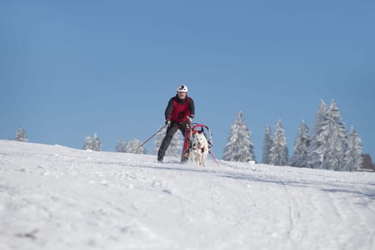 German Championship Sled Dog Race Frauenwald 2015