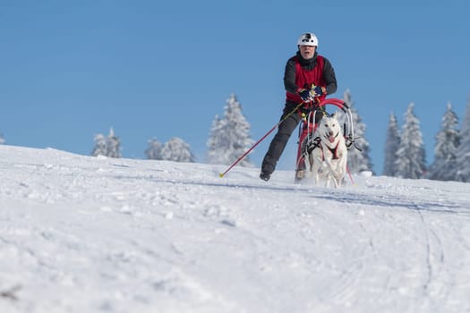 German Championship Sled Dog Race Frauenwald 2015