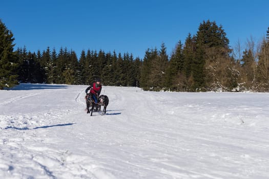 German Championship Sled Dog Race Frauenwald 2015
