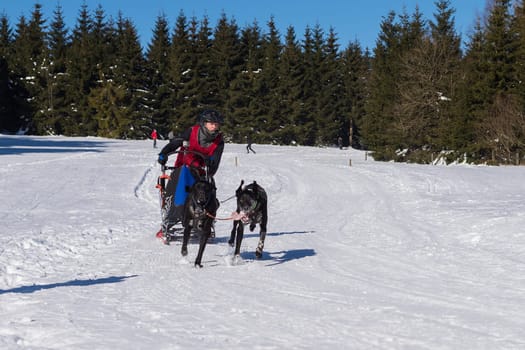 German Championship Sled Dog Race Frauenwald 2015