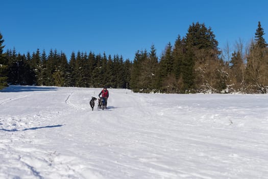 German Championship Sled Dog Race Frauenwald 2015