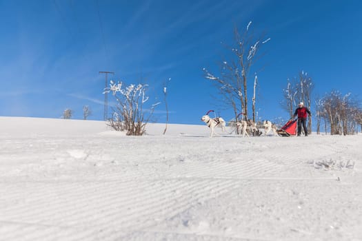 German Championship Sled Dog Race Frauenwald 2015