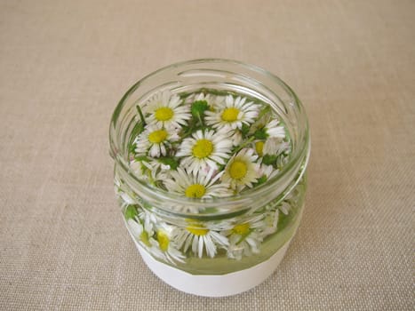 Homemade daisy tincture in a jar
