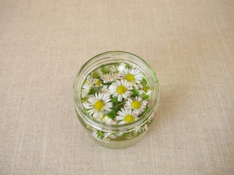 Homemade daisy tincture in a jar