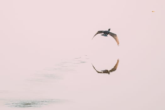 Carambolim Lake, Goa, India. The Indian Cormorant Flying Above Water Surface In Sunny Morning.  Indian Shag (Phalacrocorax Fuscicollis) Is A Member Of The Cormorant Family.