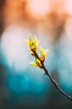 Young Spring Green Leaf Leaves Growing In Branch Of Forest Bush Plant Tree During Sunrise Or Sunset. Young Leaf In Sunlight On Boke Bokeh Natural Blur