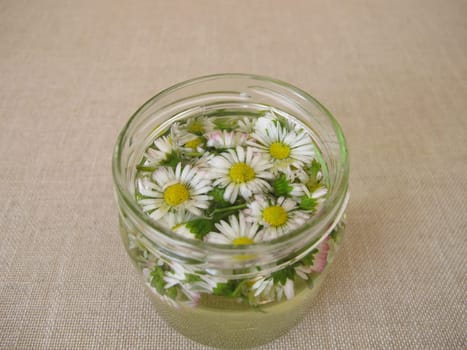 Homemade daisy tincture in a jar