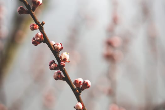 Young Spring Unblown Buds Of Prunus armeniaca (meaning Armenian plum) Growing In Branch Of Tree