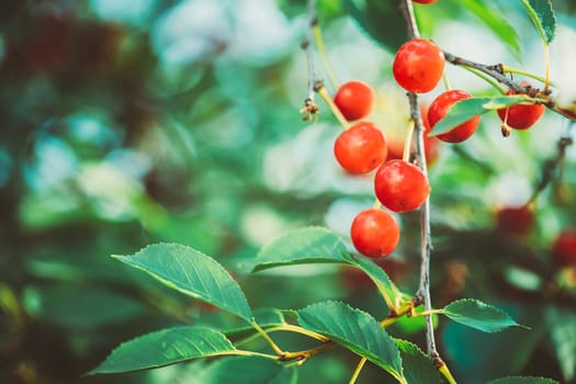 Red Ripe Berries Prunus subg. Cerasus on tree In Summer Vegetable Garden.