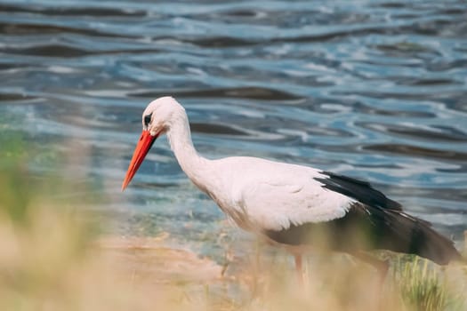 Adult European White Stork Standing Near River Or Lake.