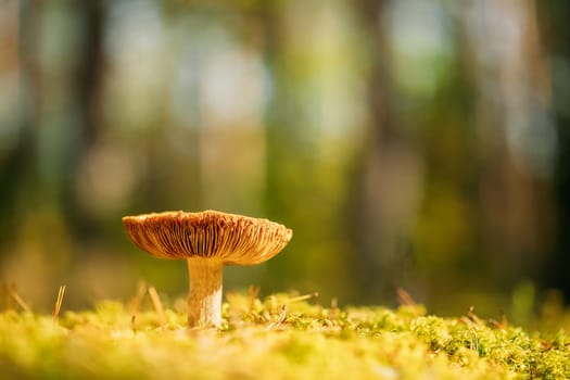 Mushroom Russula emetica - sickener, emetic russula, or vomiting russula. Autumn Forest. Conditionally edible fungus. Belarus, Europe.