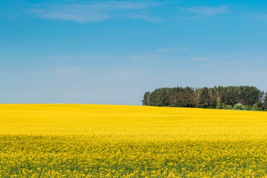 Rural Landscape With Blossom Of Canola Colza Yellow Flowers. Rapeseed, Oilseed Field Meadow Grove