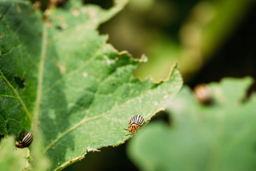 Colorado Striped Beetle - Leptinotarsa Decemlineata. This Beetle Is A Serious Pest Of Potatoes.