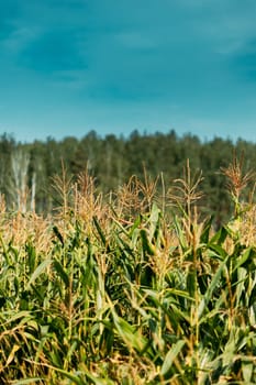 Rural Landscape Maize Field With Corn Sprouts. Young Green Cornfield Plantation. Agricultural Crop