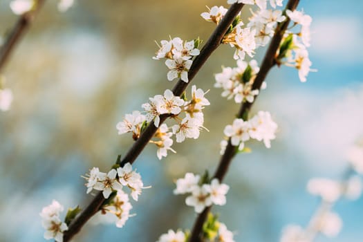 White Young Spring Flowers Of Prunus subg. Cerasus Growing In Branch Of Tree