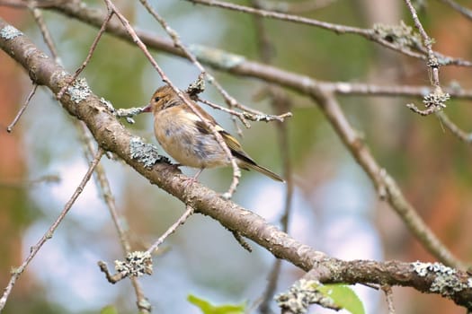 Chaffinch young on a branch in the forest. Brown, gray, green plumage. Small songbird in nature. Animal photo of small bird