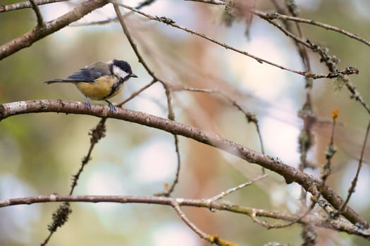 Great tit sitting in tree on a branch. Wild animal foraging for food. Animal shot of a bird from nature