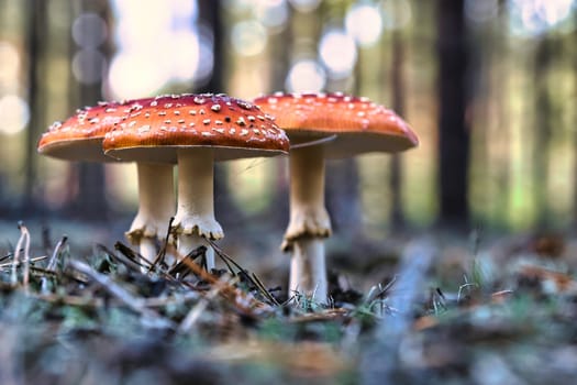 Toadstool at the bottom of a coniferous forest in the woods. Poisonous mushroom. Red cap with white spots. Close up from nature in forest