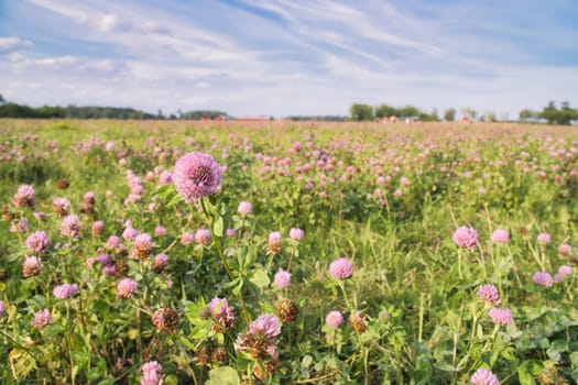 Clover field on a meadow. Flower meadow in green and pink. Plants from nature. Landscape photograph.