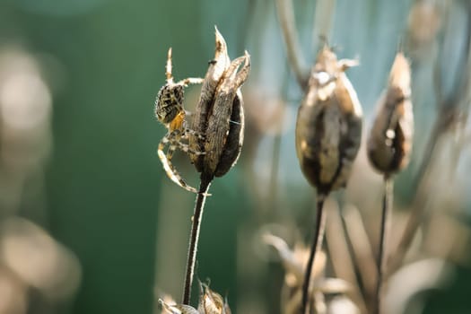 Cross spider crawling on a spider thread to a plant. Blurred background. A useful hunter among insects. Arachnid. Animal photo from the wild.