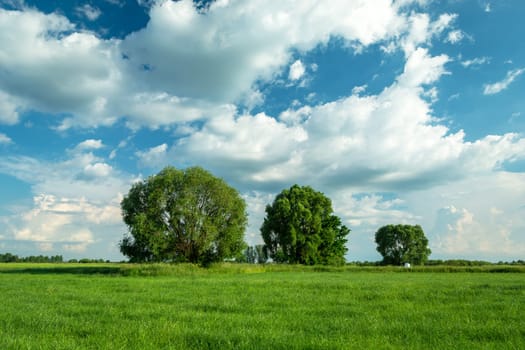 Trees in the meadow and clouds on the sky, spring day