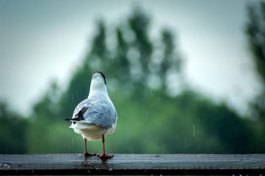 Seagull standing on a board and the rain falling, summer day