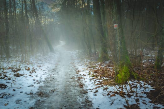 Snowy path through a misty winter forest, Chelm, Poland