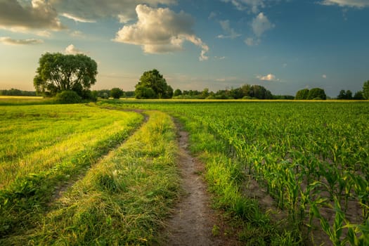 Dirt road next to a field of young corn, spring view