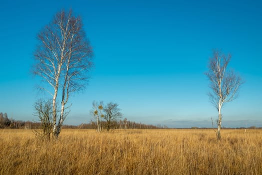 Birch trees without leaves among the yellow tall grasses