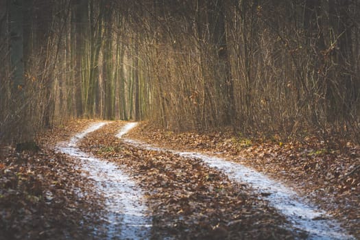 A winding road through a mysterious brown forest