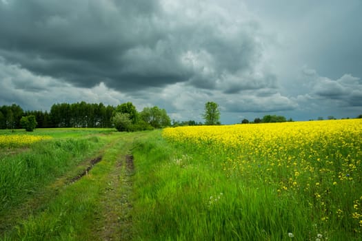 Country road and yellow field, cloudy spring view
