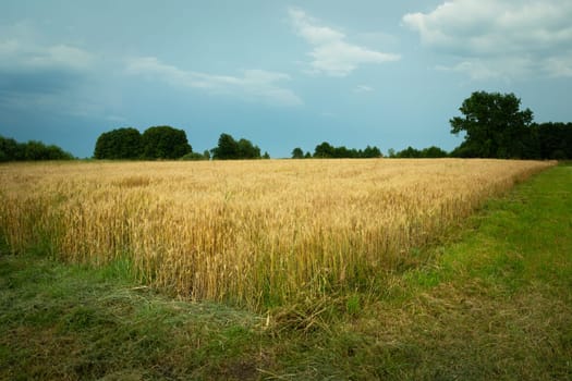 The edge of the field with grain and the cloudy sky, summer rural view