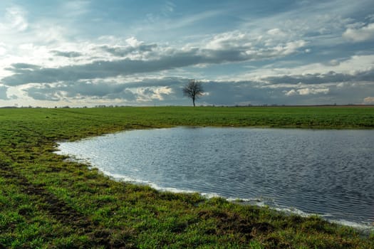 Rainwater on a green meadow and a lonely tree, spreeng view