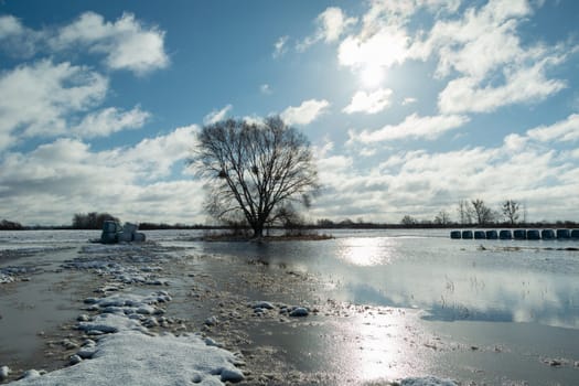 Water in the meadow and a big tree, winter sunny day