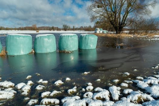 Silage bales in frozen water on meadow, winter sunny day, Nowiny, Poland