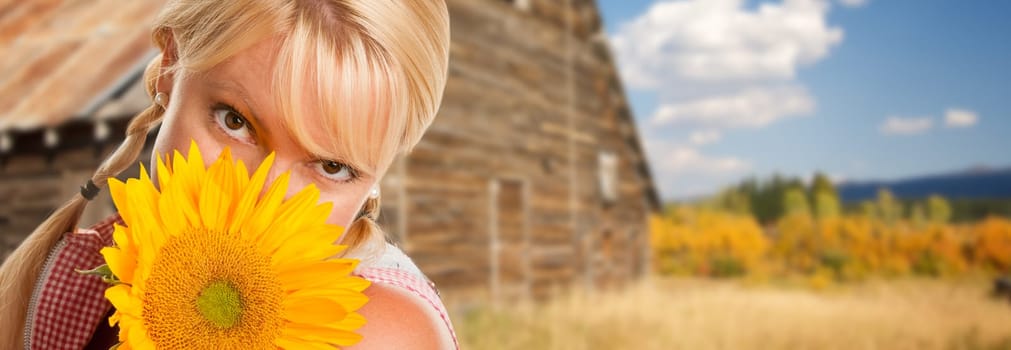 Beautiful Caucasian Young Woman Holding Sunflower In Front of Rustic Barn In The Country.