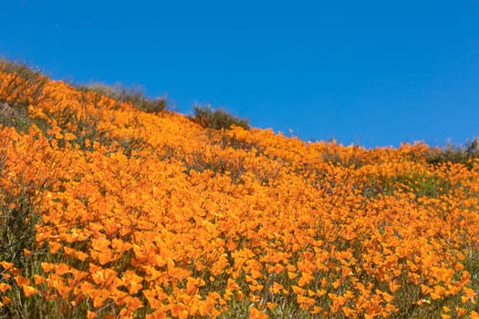 Seasonal California Poppies Bloom Landscape