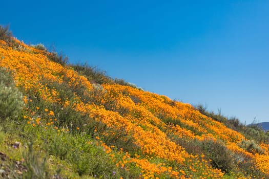 Seasonal California Poppies Bloom Landscape