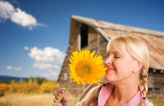 Beautiful Caucasian Young Woman Holding Sunflower In Front of Rustic Barn In The Country.