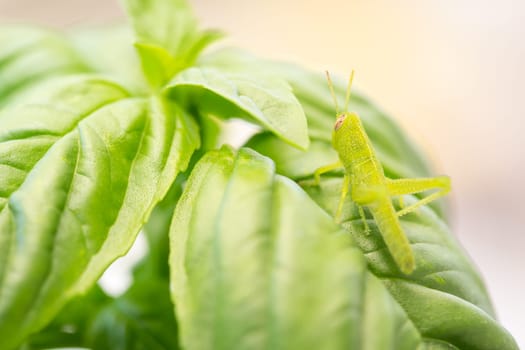 Beautiful Small Green Grasshopper Close-Up Resting On Basil Leaves.