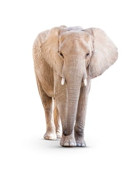 Adult Elephant Isolated on a White Background.