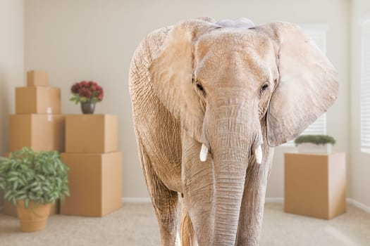 Adult Elephant Standing in Empty Room With Moving Boxes