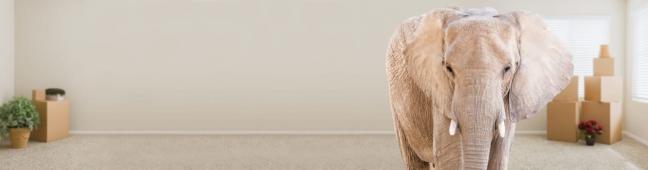 Adult Elephant Standing in Empty Room With Moving Boxes