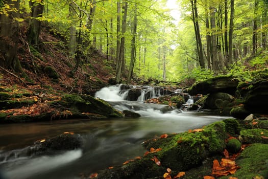 Forest stream flowing down from the mountains