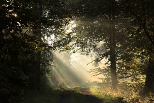 A forest path among oak trees on a misty autumn morning