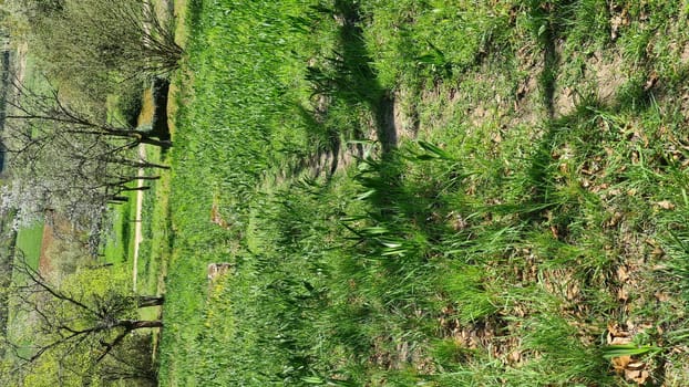 Old vineyards in Rosport in the Moselle Valley on the border between Luxembourg and Germany